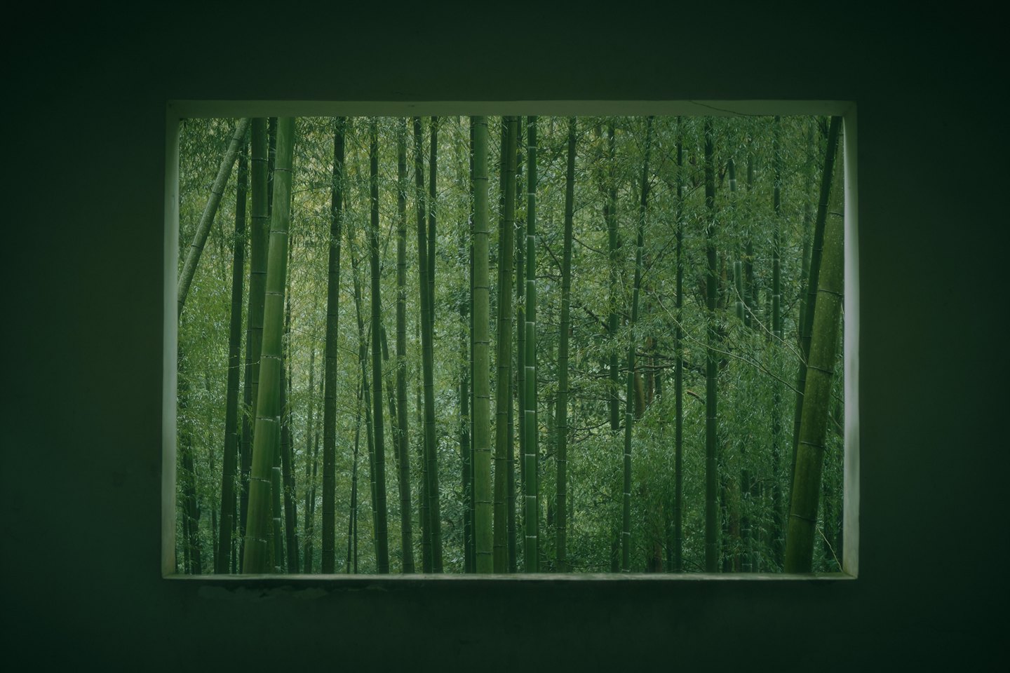 Steli alti di bambù verde visti attraverso un'apertura nel muro.